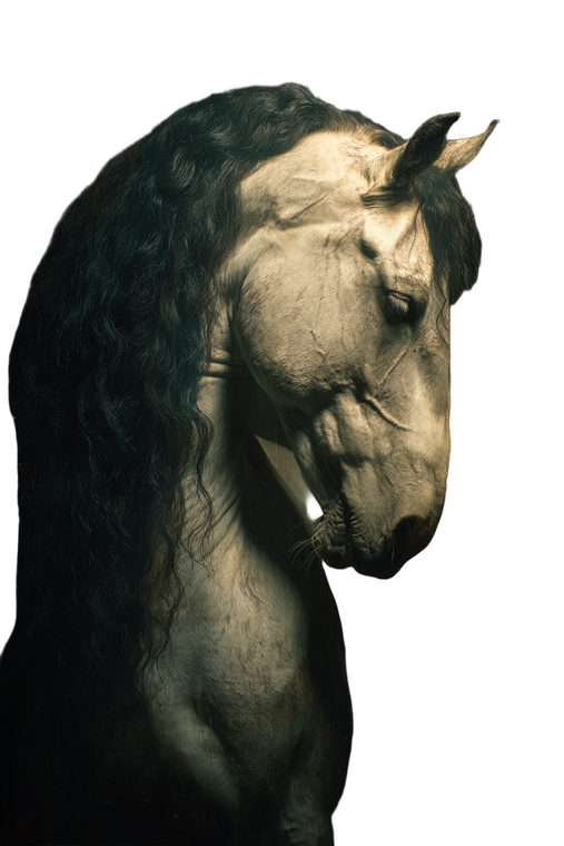 Baroque Friesian Horse Vinyl Car Decal Sticker – Waterproof & UV-Resistant 4.4