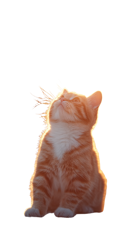 Tennis Cat Vinyl Car Decal Sticker – Waterproof & UV-Resistant 10.2