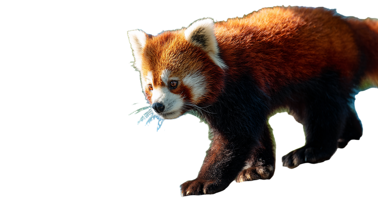 Red Panda Walking Vinyl Car Decal Sticker – Waterproof & UV-Resistant 2.72"
