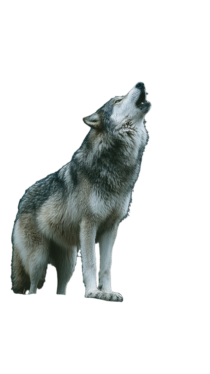 Majestic Howling Wolf V6 Vinyl Car Decal Sticker – Waterproof & UV-Resistant 9.706666666666667"
