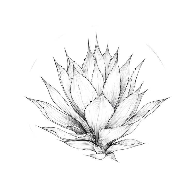 Agave Line Drawing Vinyl Car Decal Sticker – Waterproof & UV-Resistant 3.4133333333333336"