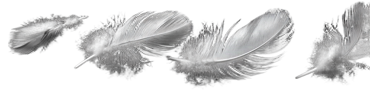 White Feathers Vinyl Car Decal Sticker – Waterproof & UV-Resistant 1.8133333333333332"