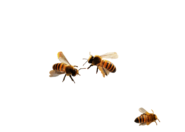 Honeycomb With Bees V3 Vinyl Car Decal Sticker – Waterproof & UV-Resistant 3.0933333333333333"