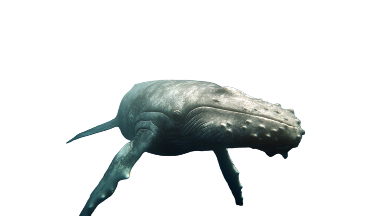 Giant White Whale V3 Vinyl Car Decal Sticker – Waterproof & UV-Resistant 5.4
