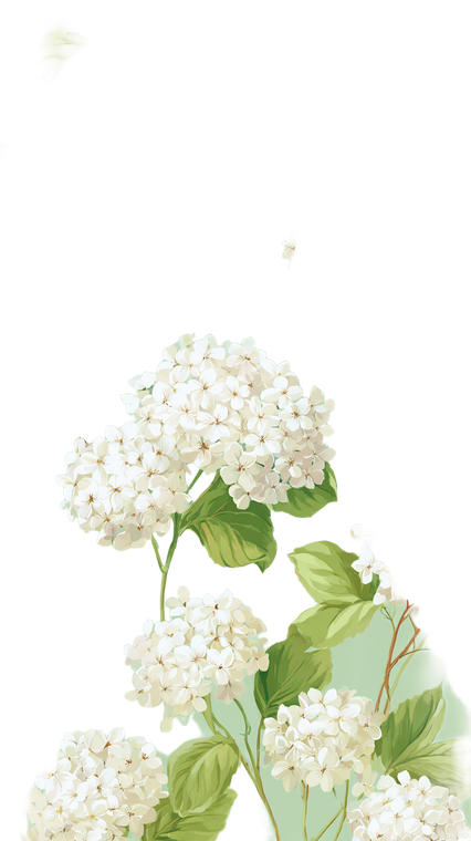 White Hydrangeas V3 Vinyl Car Decal Sticker – Waterproof & UV-Resistant 9.706666666666667"