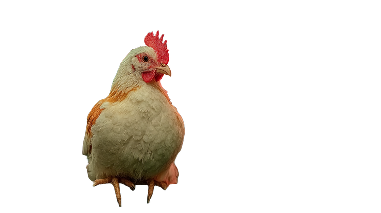 Neon Train Chicken Vinyl Car Decal Sticker – Waterproof & UV-Resistant 2.72"