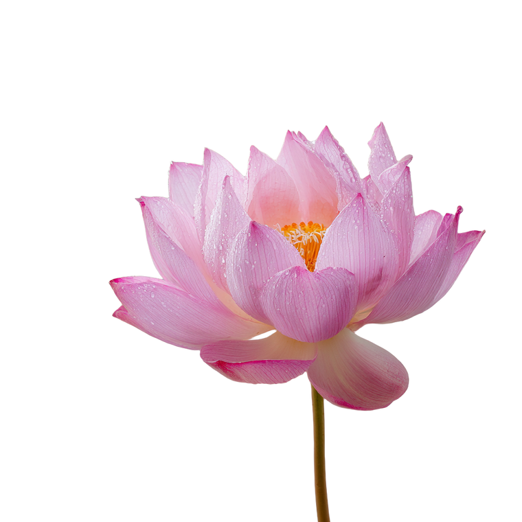 Pink Lotus V2 Vinyl Car Decal Sticker – Waterproof & UV-Resistant 6.826666666666667"