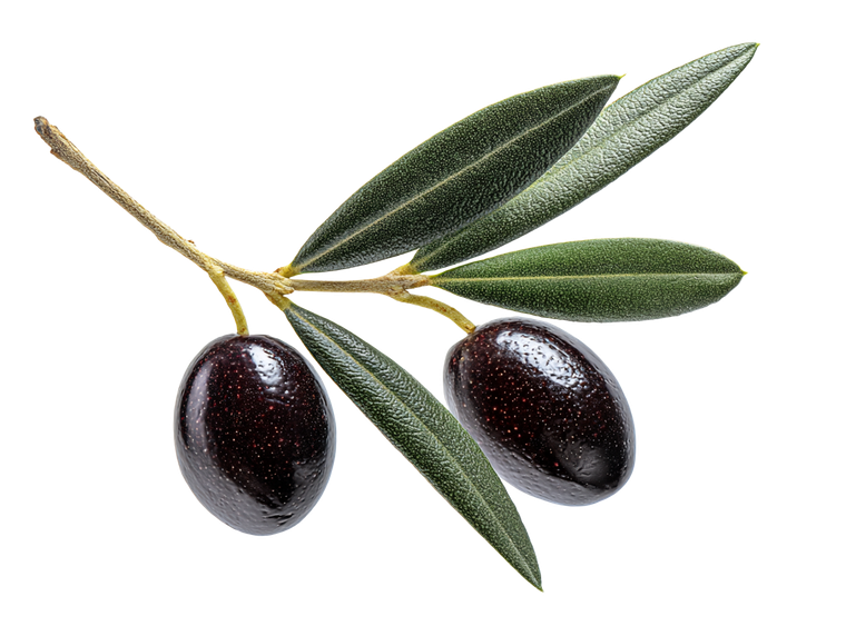 Olive Branch Closeup Vinyl Car Decal Sticker – Waterproof & UV-Resistant 6.1866666666666665"