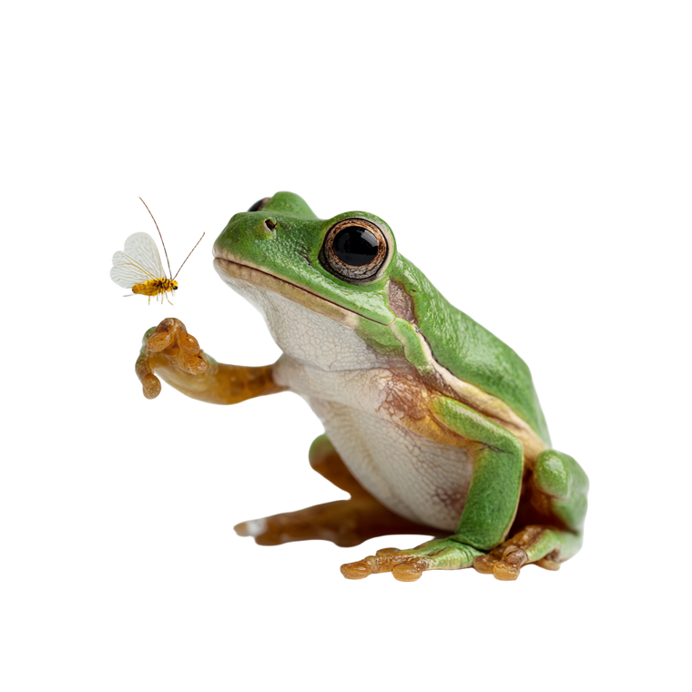 Tree Frog Catching Vinyl Car Decal Sticker – Waterproof & UV-Resistant 6.826666666666667"