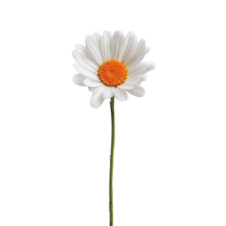 White Daisy V2 Vinyl Car Decal Sticker – Waterproof & UV-Resistant 6.826666666666667"