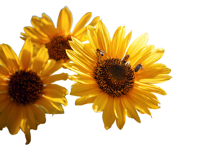 Sunflowers And Bees V3 Vinyl Car Decal Sticker – Waterproof & UV-Resistant 5.97333333333333