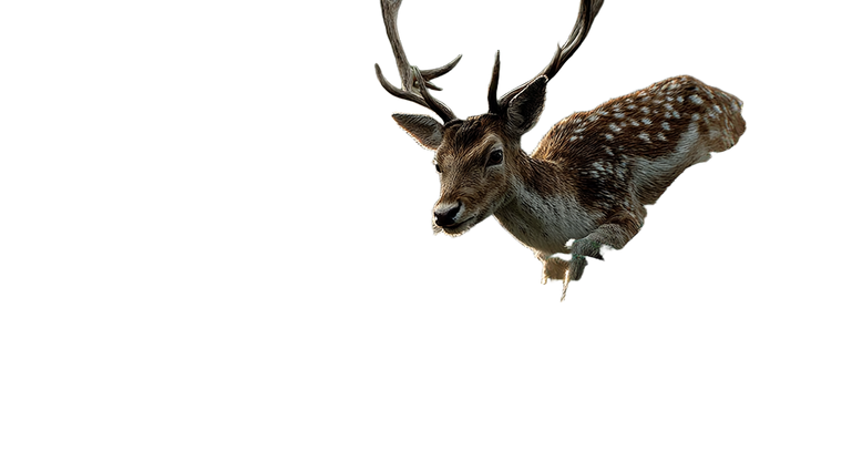Leaping Deer Vinyl Car Decal Sticker – Waterproof & UV-Resistant 5.4