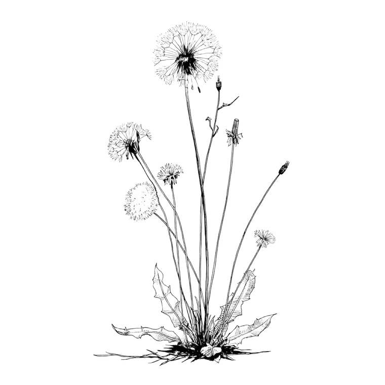 Dandelion Drawing Vinyl Car Decal Sticker – Waterproof & UV-Resistant 3.4133333333333336"