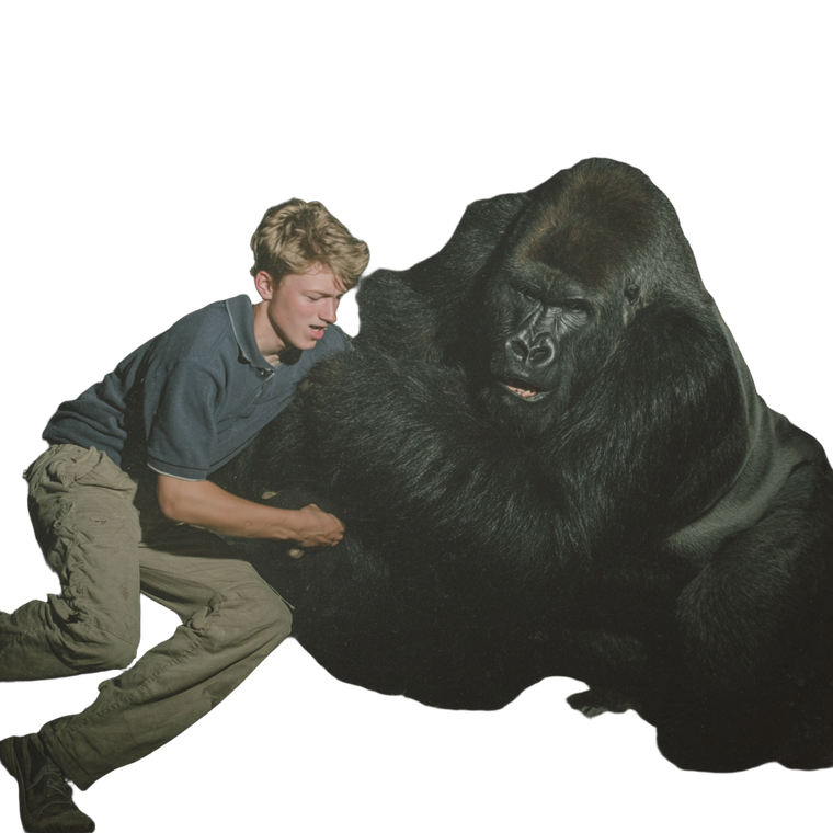 Teen Vs Gorilla Vinyl Car Decal Sticker – Waterproof & UV-Resistant 6.826666666666667"