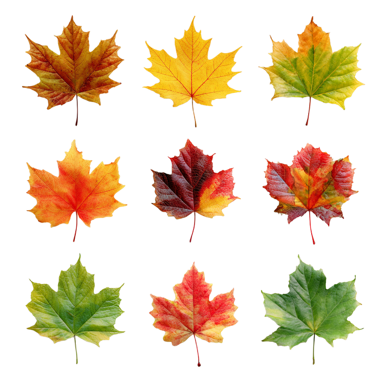 Maple Leaves Collection Vinyl Car Decal Sticker – Waterproof & UV-Resistant 6.826666666666667"