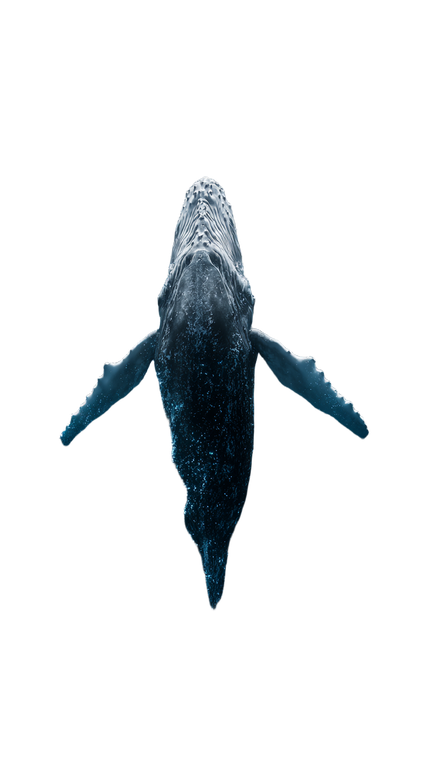 Hyper-Realistic Whale Vinyl Car Decal Sticker – Waterproof & UV-Resistant 9.706666666666667"