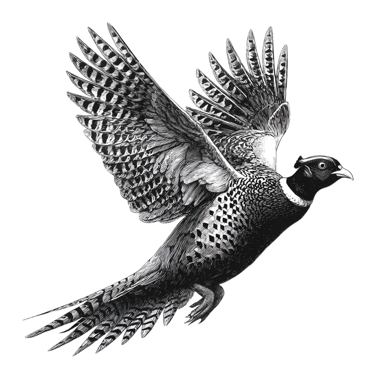 Ring Neck Pheasant Vinyl Car Decal Sticker – Waterproof & UV-Resistant 3.4133333333333336"