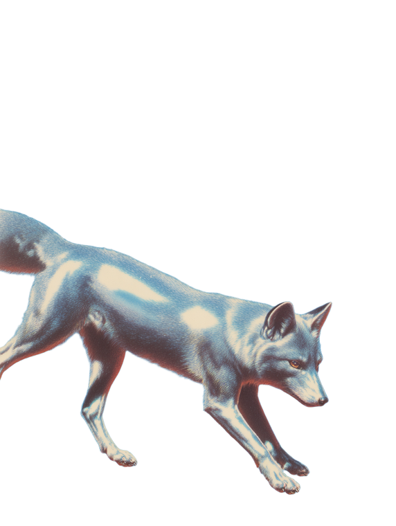 Chrome Silver Fox Vinyl Car Decal Sticker – Waterproof & UV-Resistant 8.213333333333333"