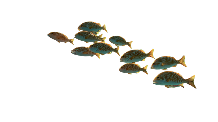 Underwater School Vinyl Car Decal Sticker – Waterproof & UV-Resistant 2.72"