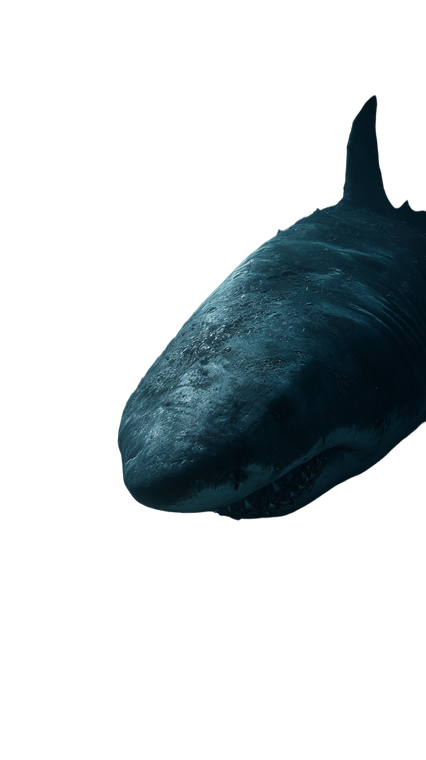 Pregnant Megalodon Resting Vinyl Car Decal Sticker – Waterproof & UV-Resistant 9.706666666666667"