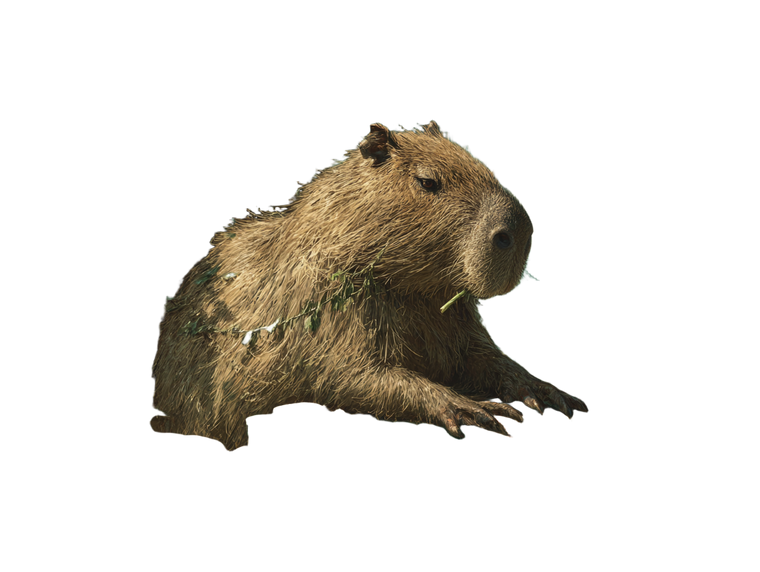 Capybara Poker King Vinyl Car Decal Sticker – Waterproof & UV-Resistant 6.1866666666666665"