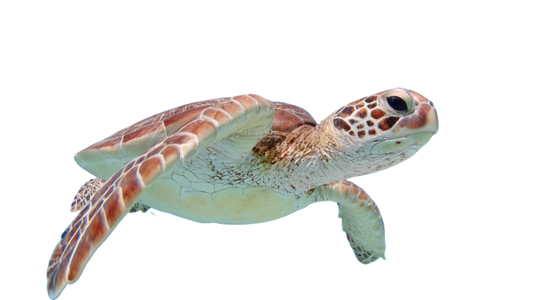 Graceful Turtle Vinyl Car Decal Sticker – Waterproof & UV-Resistant 2.72"