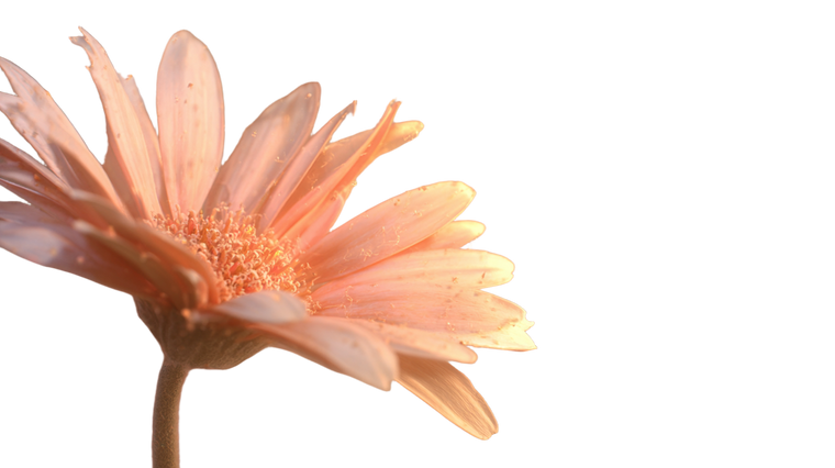 Spinning Daisy Vinyl Car Decal Sticker – Waterproof & UV-Resistant 5.4