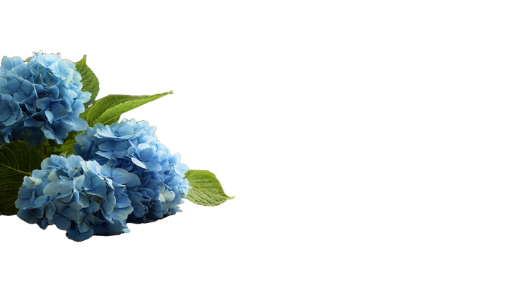 Wooden Table Hydrangeas Vinyl Car Decal Sticker – Waterproof & UV-Resistant 5.4