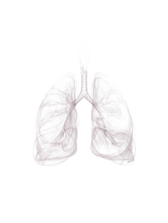 Translucent Human Lungs Vinyl Car Decal Sticker – Waterproof & UV-Resistant 8.213333333333333"