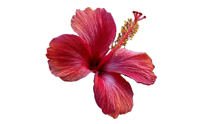 Red Hibiscus Bloom Vinyl Car Decal Sticker – Waterproof & UV-Resistant 2.72"