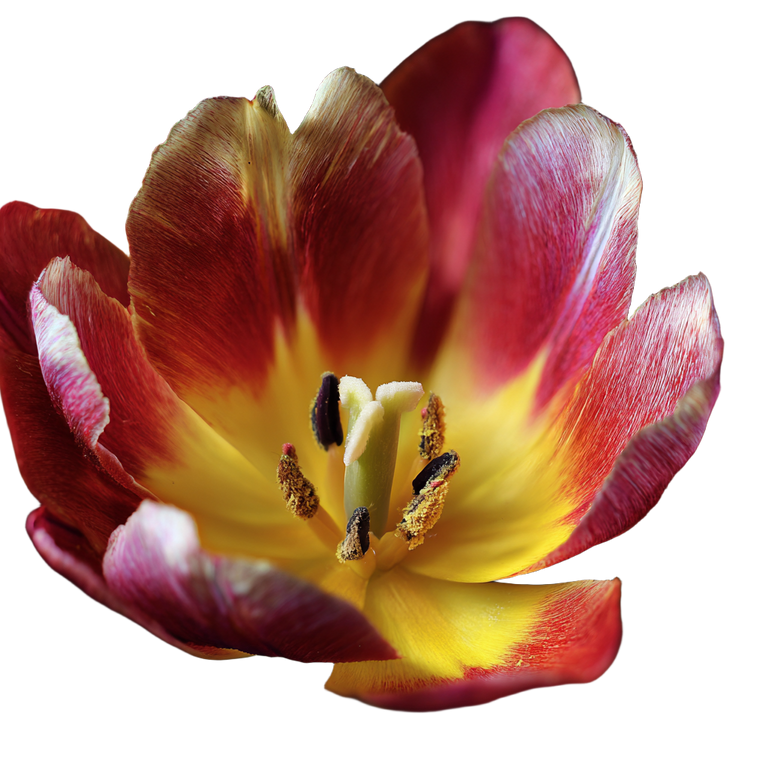 Macro Tulip Close-Up Vinyl Car Decal Sticker – Waterproof & UV-Resistant 3.4133333333333336"