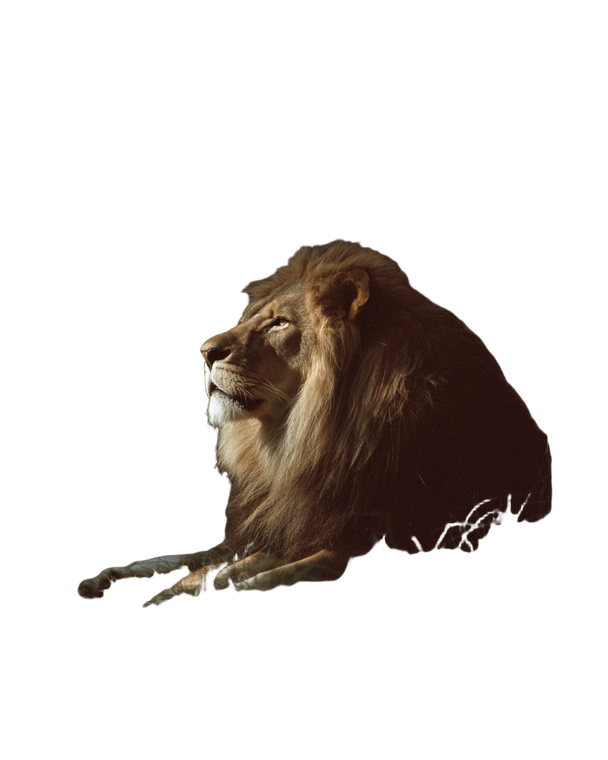 Regal Lion Vinyl Car Decal Sticker – Waterproof & UV-Resistant 4.0"
