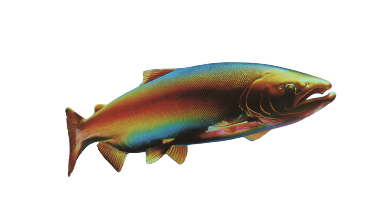 Salmon Swimming V2 Vinyl Car Decal Sticker – Waterproof & UV-Resistant 5.4