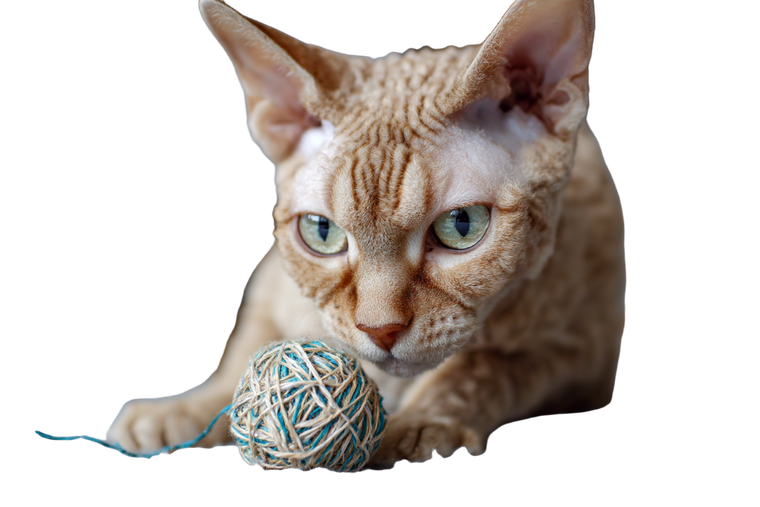 Devon Rex Play Vinyl Car Decal Sticker – Waterproof & UV-Resistant 2.986666666666667"
