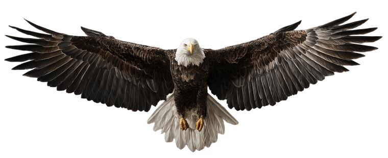 Bald Eagle Soaring V9 Vinyl Car Decal Sticker – Waterproof & UV-Resistant 2.3466666666666667"