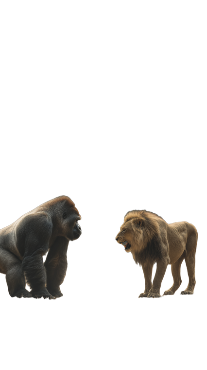 Gorilla Vs Lion V2 Vinyl Car Decal Sticker – Waterproof & UV-Resistant 9.706666666666667"
