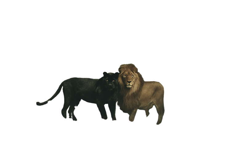 Panther And Lion Vinyl Car Decal Sticker – Waterproof & UV-Resistant 5.97333333333333