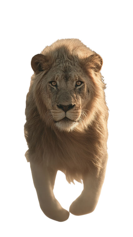 Lion Canyon Chase Vinyl Car Decal Sticker – Waterproof & UV-Resistant 9.706666666666667"