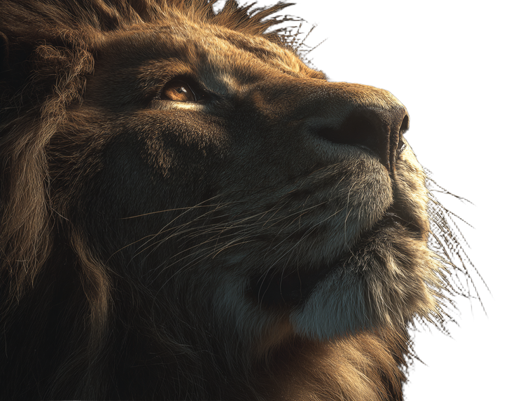 Hyper Realistic Lion V3 Vinyl Car Decal Sticker – Waterproof & UV-Resistant 6.1866666666666665"