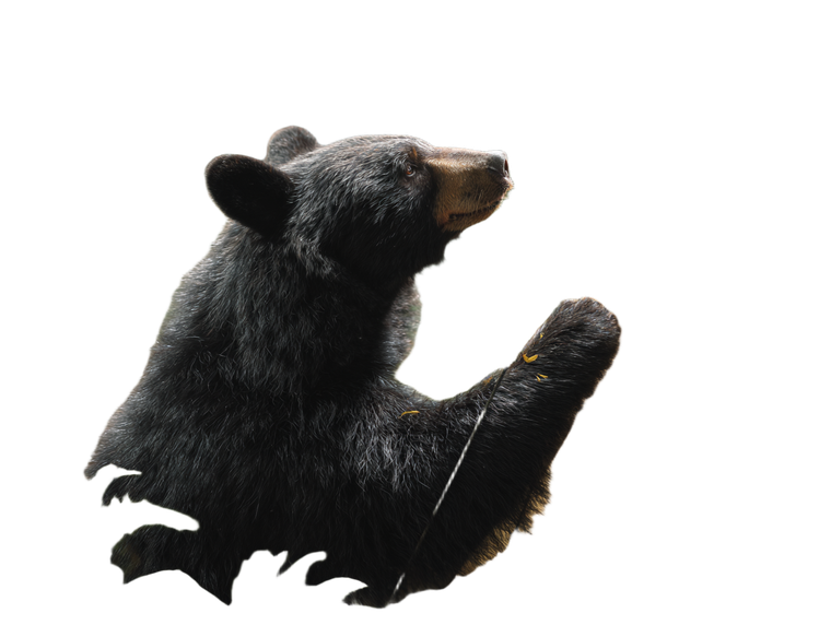 Moon Bear Camping Vinyl Car Decal Sticker – Waterproof & UV-Resistant 6.1866666666666665"