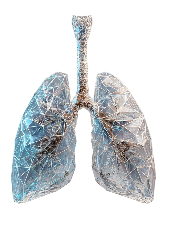 Wireframe Lungs V2 Vinyl Car Decal Sticker – Waterproof & UV-Resistant 8.213333333333333"