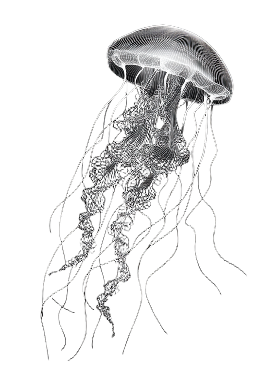 White Vector Jellyfish Vinyl Car Decal Sticker – Waterproof & UV-Resistant 8.213333333333333"