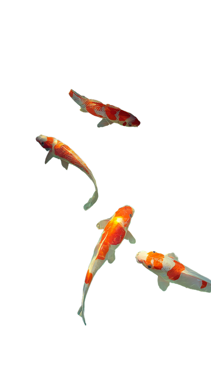 Koi Pond Serenity V4 Vinyl Car Decal Sticker – Waterproof & UV-Resistant 9.706666666666667"