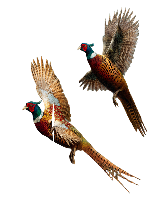 Flying Pheasants V2 Vinyl Car Decal Sticker – Waterproof & UV-Resistant 4.1066666666666665"