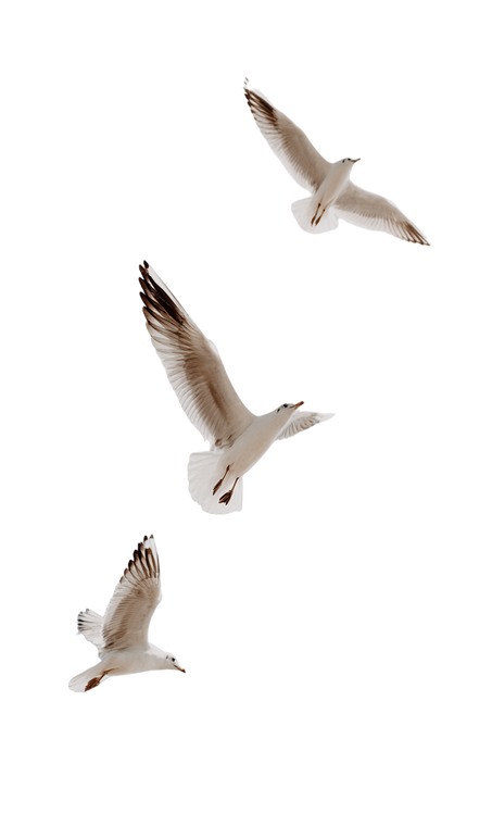 Flying Seagulls V5 Vinyl Car Decal Sticker – Waterproof & UV-Resistant 4.746666666666667"