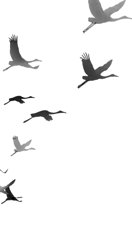 Silhouetted Cranes Flying Vinyl Car Decal Sticker – Waterproof & UV-Resistant 9.706666666666667"