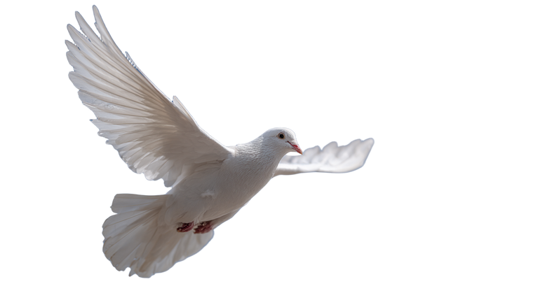 White Dove Flight V5 Vinyl Car Decal Sticker – Waterproof & UV-Resistant 2.72"