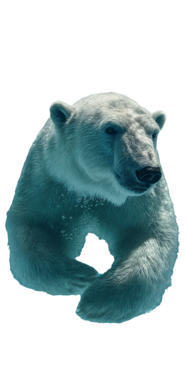 Polar Bear Swim Vinyl Car Decal Sticker – Waterproof & UV-Resistant 10.2
