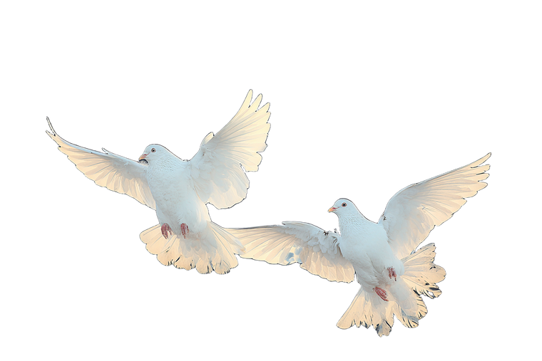 White Doves Flying V9 Vinyl Car Decal Sticker – Waterproof & UV-Resistant 5.97333333333333