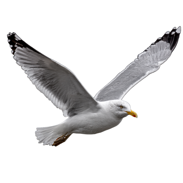 Flying Seagull V5 Vinyl Car Decal Sticker – Waterproof & UV-Resistant 3.4133333333333336"